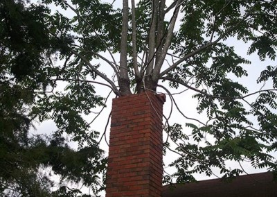 trees growing out of chimney