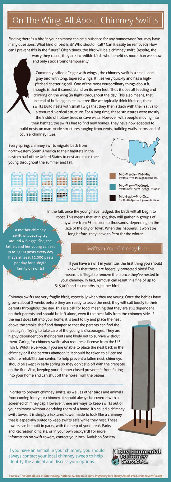 Chimney Swifts Infographic - Asheville NC