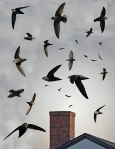 chimney swifts flying over masonry chimney